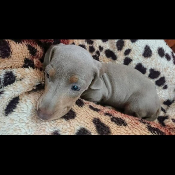 Dachshund (Standard &amp; Miniature) - Both