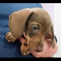 Dachshund (Standard &amp; Miniature) - Both