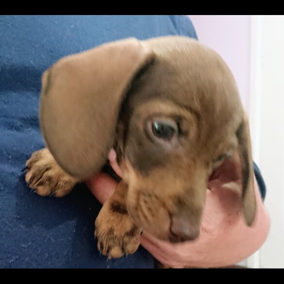 Dachshund (Standard &amp; Miniature) - Both