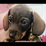 Dachshund (Standard &amp; Miniature) - Both