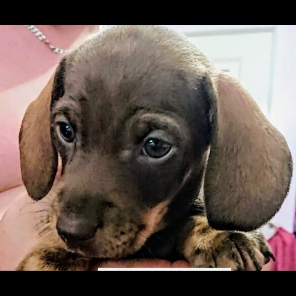 Dachshund (Standard &amp; Miniature) - Both
