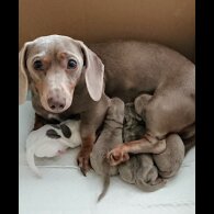 Dachshund (Standard &amp; Miniature) - Both