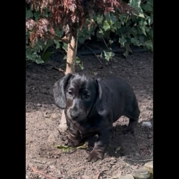 Dachshund (Standard &amp; Miniature) - Both