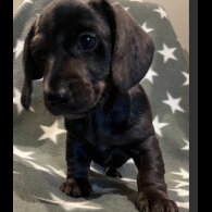 Dachshund (Standard &amp; Miniature) - Both