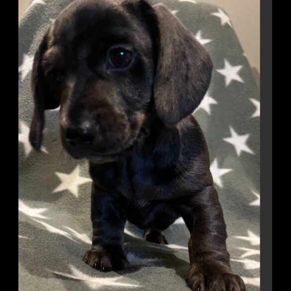 Dachshund (Standard &amp; Miniature) - Both
