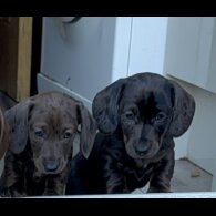 Dachshund (Standard &amp; Miniature) - Both