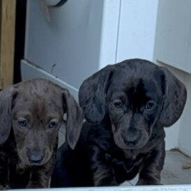 Dachshund (Standard &amp; Miniature) - Both