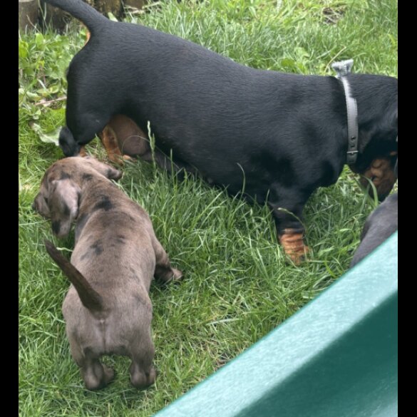 Dachshund (Standard &amp; Miniature) - Both