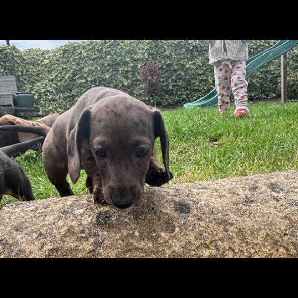 Dachshund (Standard &amp; Miniature) - Both