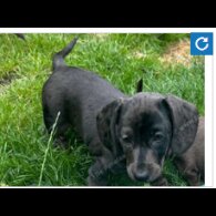 Dachshund (Standard &amp; Miniature) - Both