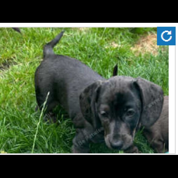 Dachshund (Standard &amp; Miniature) - Both