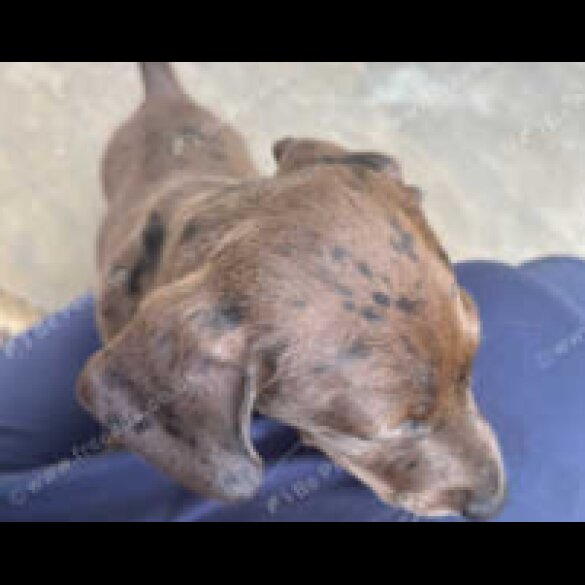 Dachshund (Standard &amp; Miniature) - Both