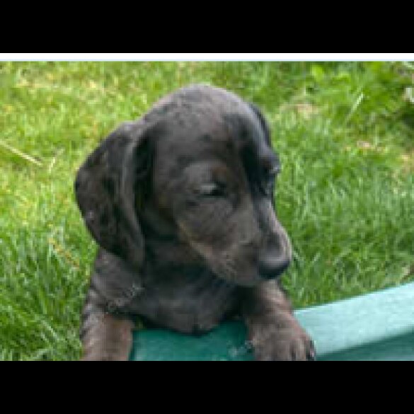 Dachshund (Standard &amp; Miniature) - Both