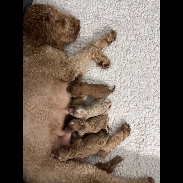 Goldendoodle - Both