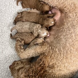 Goldendoodle - Both