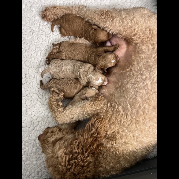 Goldendoodle - Both