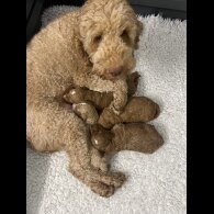Goldendoodle - Both