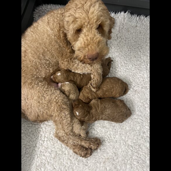 Goldendoodle - Both