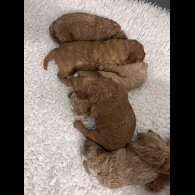 Goldendoodle - Both