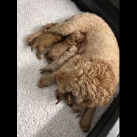 Goldendoodle - Both