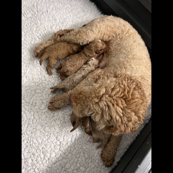 Goldendoodle - Both