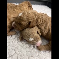 Goldendoodle - Both