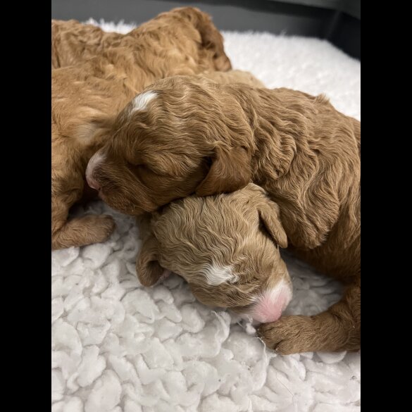 Goldendoodle - Both