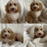 Goldendoodle - Both
