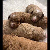 Goldendoodle - Both