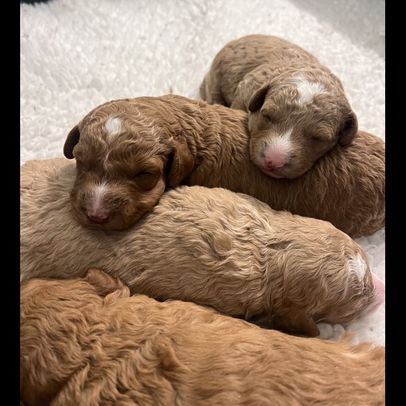 Goldendoodle - Both