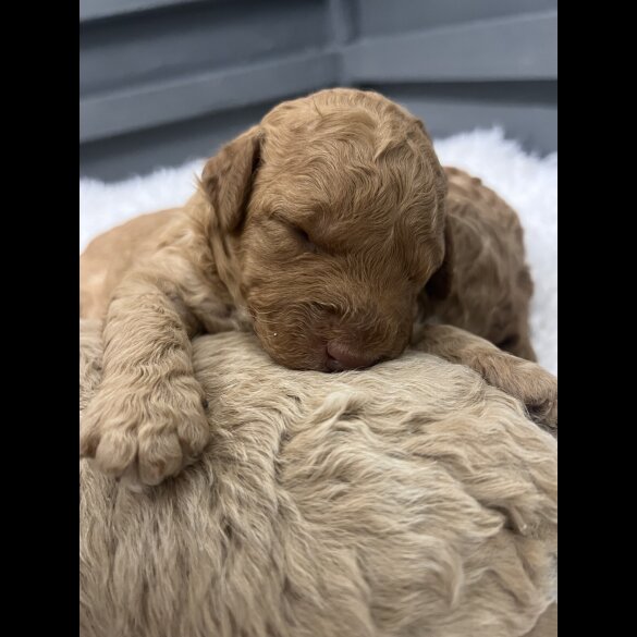Goldendoodle - Both