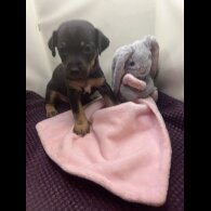Jack Russell - Both