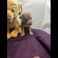 Jack Russell - Both