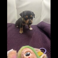 Jack Russell - Both