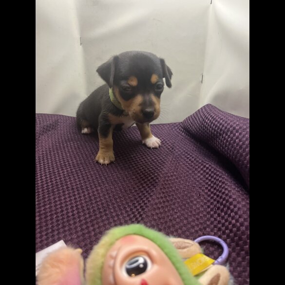 Jack Russell - Both