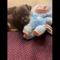 Jack Russell - Both