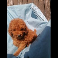 Miniature Poodle - Both
