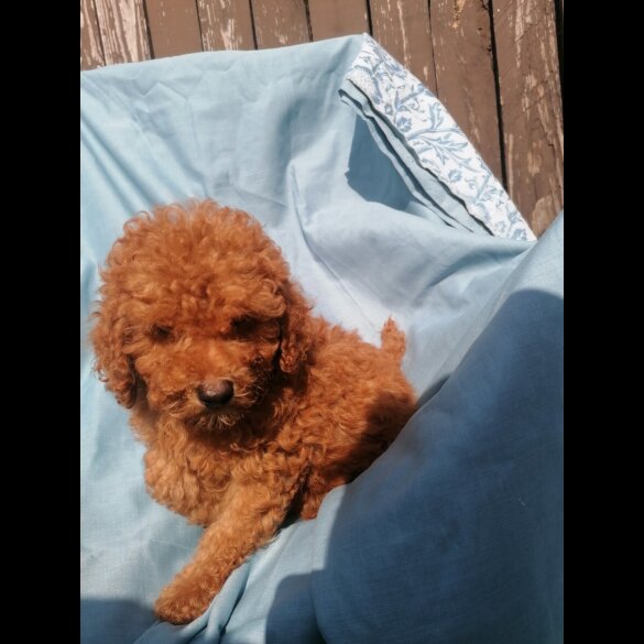 Miniature Poodle - Both
