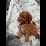Miniature Poodle - Both