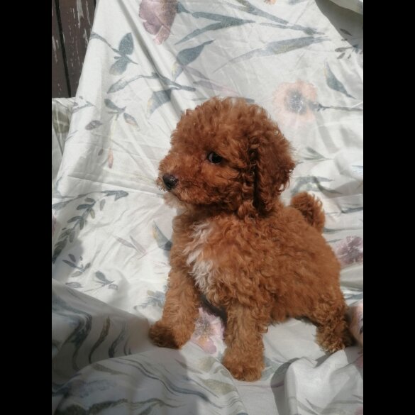 Miniature Poodle - Both