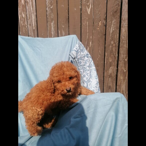 Miniature Poodle - Both
