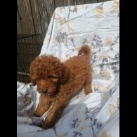 Miniature Poodle - Both
