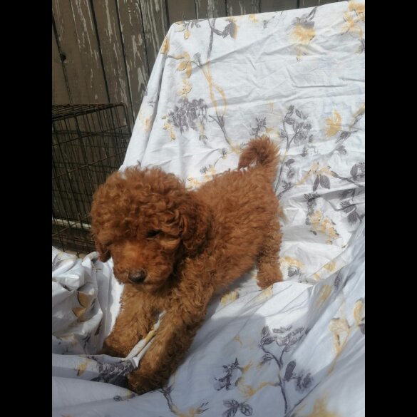 Miniature Poodle - Both