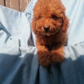 Miniature Poodle - Both