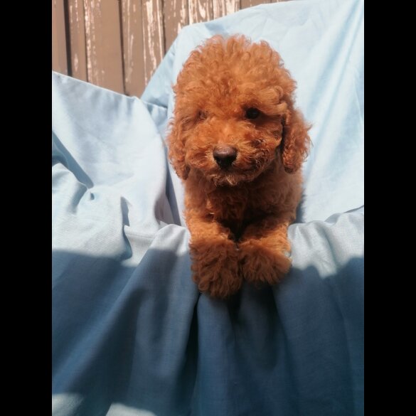 Miniature Poodle - Both