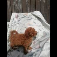 Miniature Poodle - Both