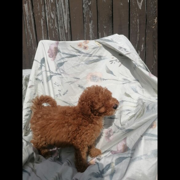 Miniature Poodle - Both