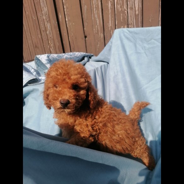 Miniature Poodle - Both