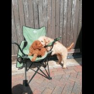 Miniature Poodle - Both