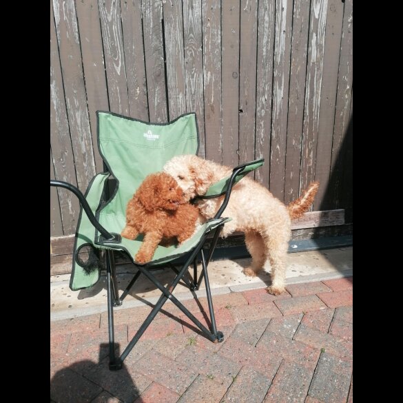 Miniature Poodle - Both